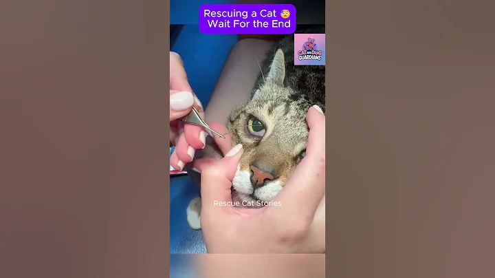 Rescue cat 😥 Wait For the end #CatRescue #RescueCat