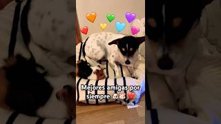 Best friend for ever #best #fun #funny #friends #dog #hamster #cool #viral #cute #adorable #omg #lol