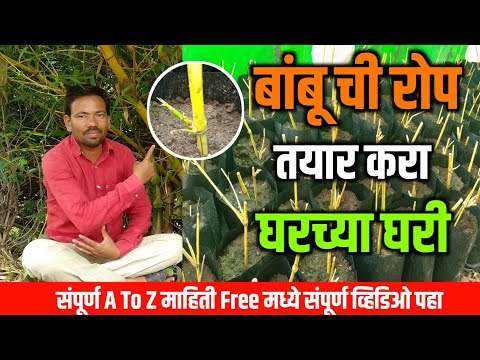 बांबू चे रोप तयार कसे करावे | How to Grow Bamboo from Cuttings at Home | Bamboo Growing Easy Tips |