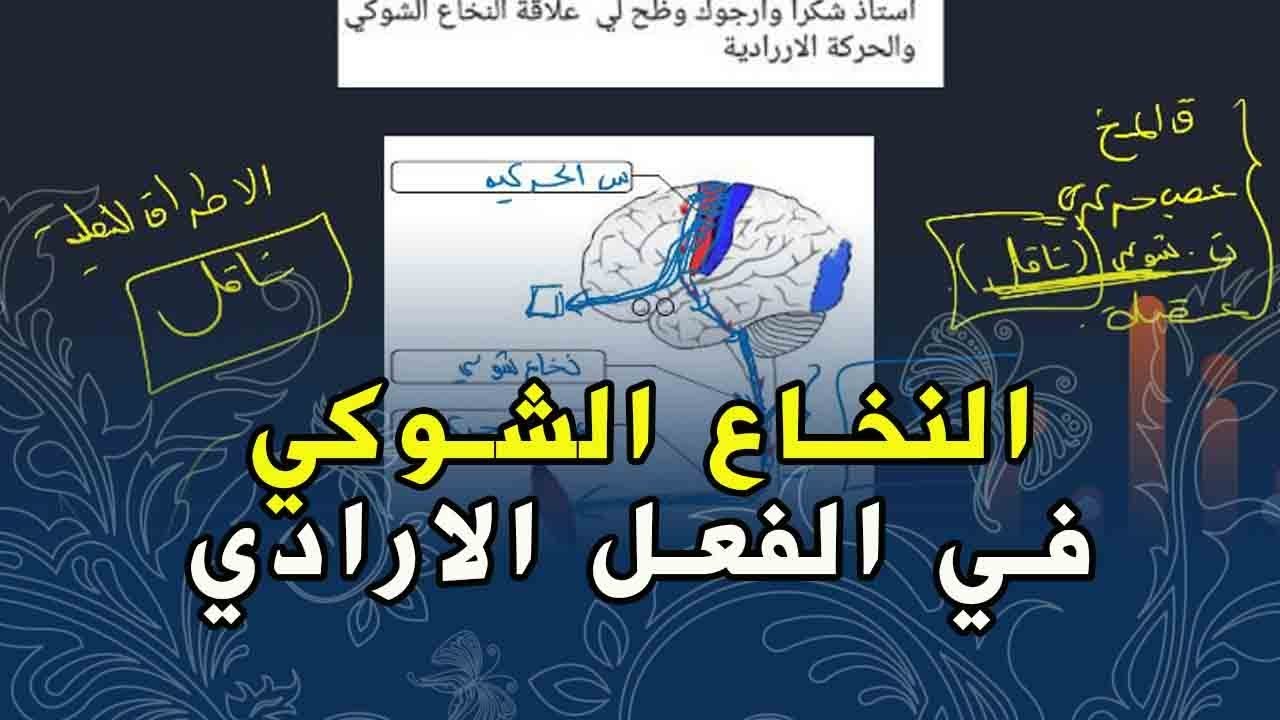 علوم طبيعية السنة الرابعة متوسط علاقة النخاع الشوكي بالفعل الارادي