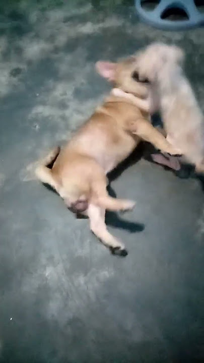 wow sweet #aspindog #doglover #shorts #075