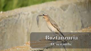 Buztanzuri arrunta (Oenanthe oenanthe)