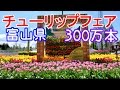 となみチューリップフェア　富山県は砺波チューリップ公園