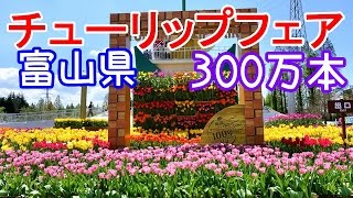 となみチューリップフェア　富山県は砺波チューリップ公園