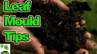 Hints, Tips And Tricks To Make Faster Leaf Mould