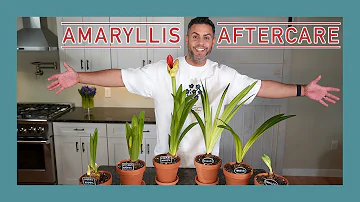 Co je Nejvýhodnější doba pro přesazování amarylisu?