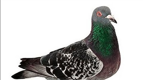 Pigeons but every repeated word loops back to its first use 