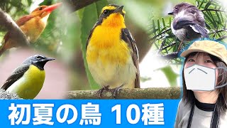 鳥のさえずり♪初夏の森は鳥がいっぱい【野鳥撮影vlog】