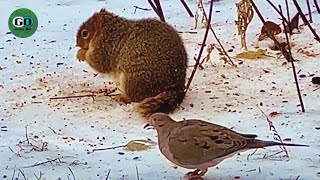 Squirrels+Birds at the Bird Feeder! Winter in the Midwest! South Dakota; USA