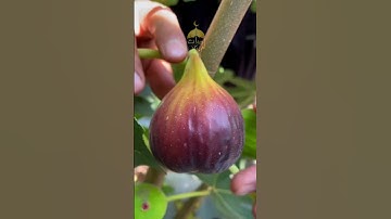 أول سورة التين بصوت الشيخ #المنشاوي إبداع يفوق الوصف