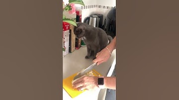 Grey Cat Has Burning Eyes From Cutting Onions