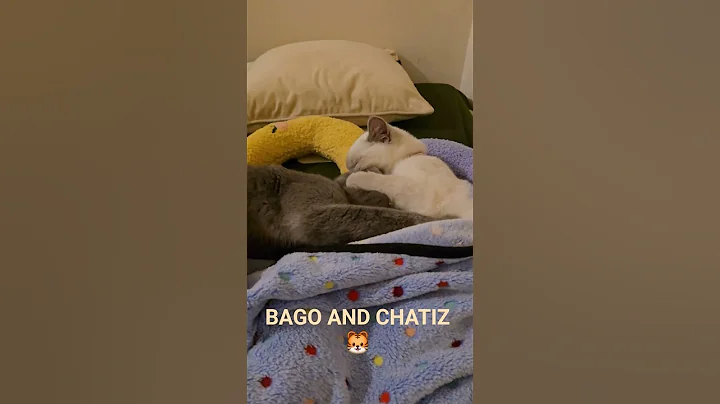 Video 9188081: cat kucing british, cat britishshorthair kucing