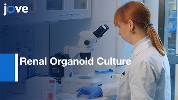 Renal Organoid Culture Vascularization and Microscopy Imaging | Protocol Preview