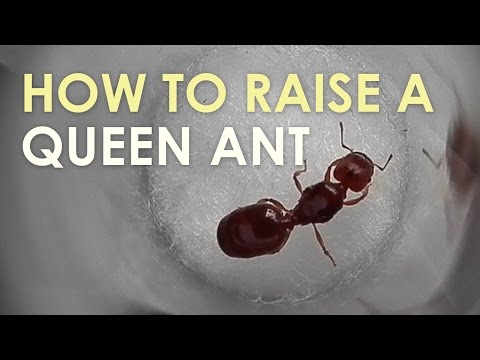 How To Raise A Queen Ant