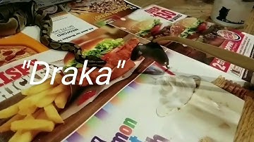 Wow!! Slow Mo Ball python strike!