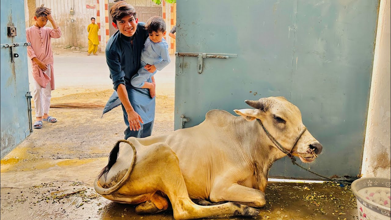 Pumpii or abdul_mj ki cow agaii 😭❤️ || eid 1st day Mubarak ||