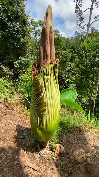What's going viral is the blooming of the rafflesia arnoldii flower #rafflesiaarnoldii #corpse fl...