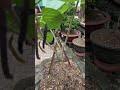 Dâu mới trồng được trái #dailyvlog