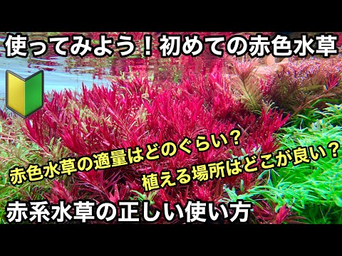 初めての赤色水草 水草水槽での赤系水草の正しい使い方 ネイチャーアクアリウム 水草レイアウト水槽立ち上げ初心者 水草の植え方 水草 の育て方 熱帯魚水槽 ロタラ ルドウィジア 液肥添加 水草肥料 Youtube