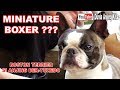 BOSTON TERRIER AKA MINIATURE BOXER : SI ANJING BERJAS TUXEDO の動画、YouTube動画。