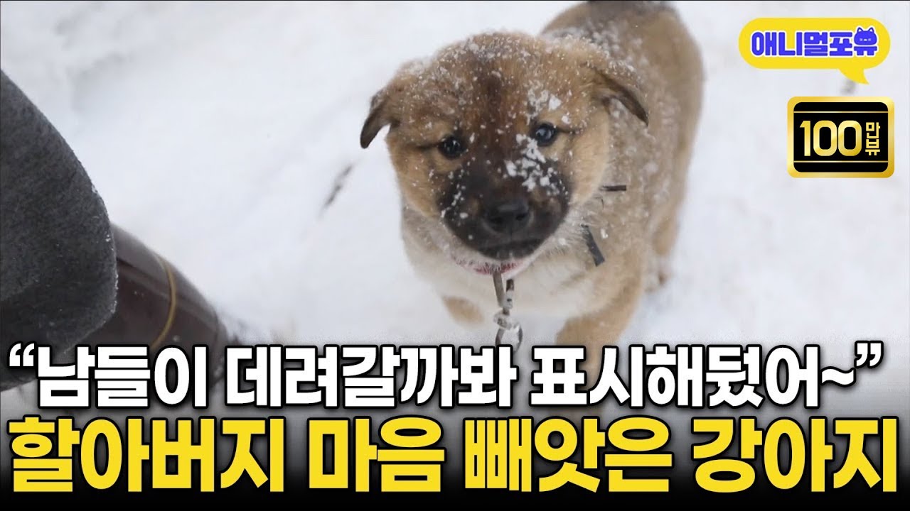 남들이 데려갈까 강아지에 표시 해둔 할아버지 ㅋㅋㅋㅋㅋ I KBS 동물극장 단짝 220225 방송