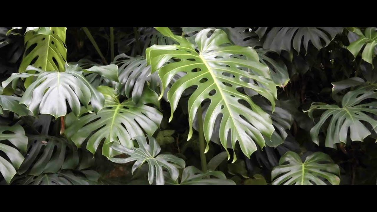 РАЗМНОЖЕНИЕ ВКУСНОГО МОНСТРА