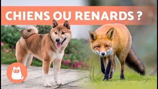 Races de CHIENS qui RESSEMBLENT à DES RENARDS  10 CHIENS RENARDS !