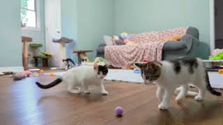 Crumbs: Tossing toys for the kittens