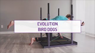 Home Exercises Evolution Bird Dogs Core Arms, Legs Abs
