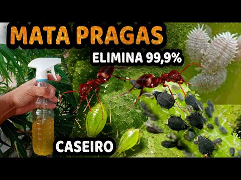 Vídeo: Usando mães para controlar pragas - como fazer pesticidas de crisântemos