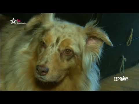 Video: Žena S Diagnostikovaným Zlomeným Srdcom Po Smrti Svojho Psa