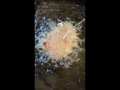 Deep Fried Ribeye