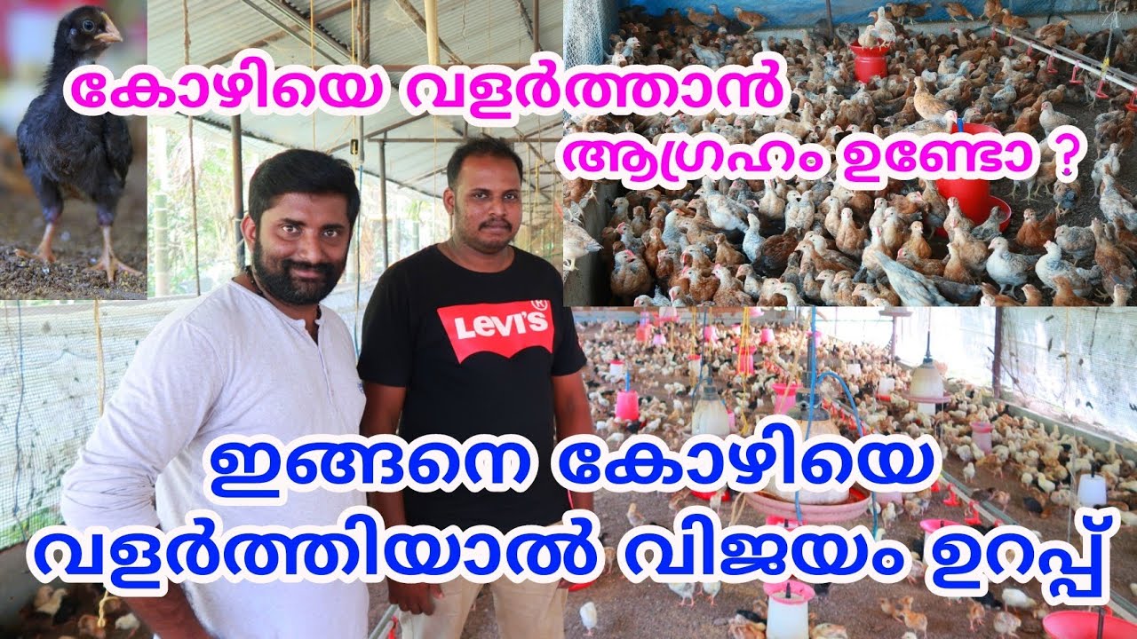 കോഴി വളർത്തൽ വിജയകരം  ആക്കാം | The secret of successful chicken farming