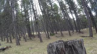 2020 MT Elkhorn Mountain Bull Elk harvested with a Bow