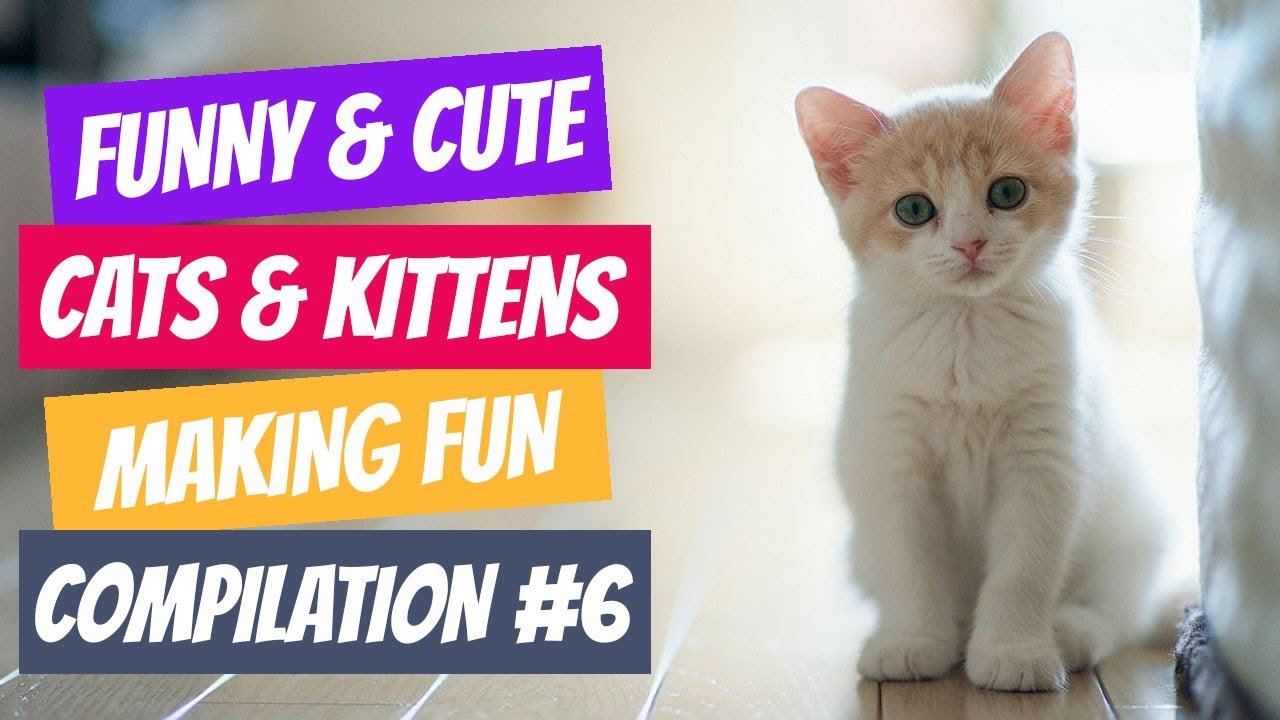 Cute and Funny Cat Videos | Cats Having Fun | Compilation #6 - YouTube