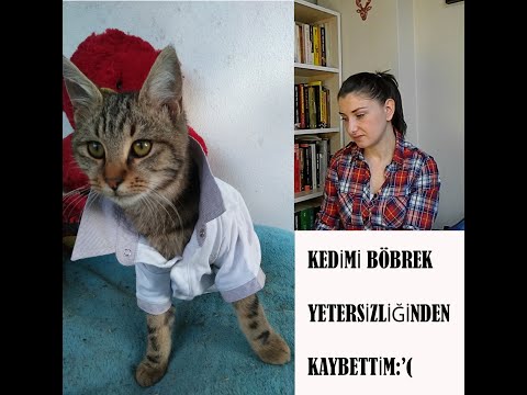 Video: Kronik Böbrek Hastalığı Olan Kedileri Beslemek İçin Birden Fazla Seçenek Var