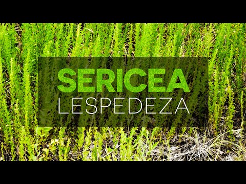 Video: Arbalet sericea lespedeza-nı öldürəcəkmi?