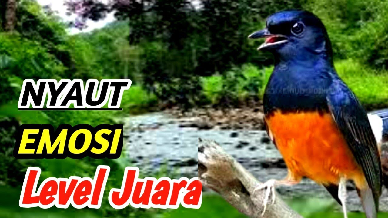 Terapi Alam Pancing Gacor Murai Batu | High Quality Nature Sound