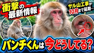 【衝撃の最新情報】パンチくんは今どうしてる？🐒 サル山工事が10月まで延期…知られざる現在の様子とは