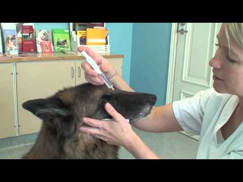 Video: Koiran Kuumeen Oireet