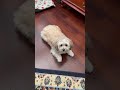 You’re not ugly so stop thinking about it!!! #cutedog #lovemypet #shortbeta #shorts