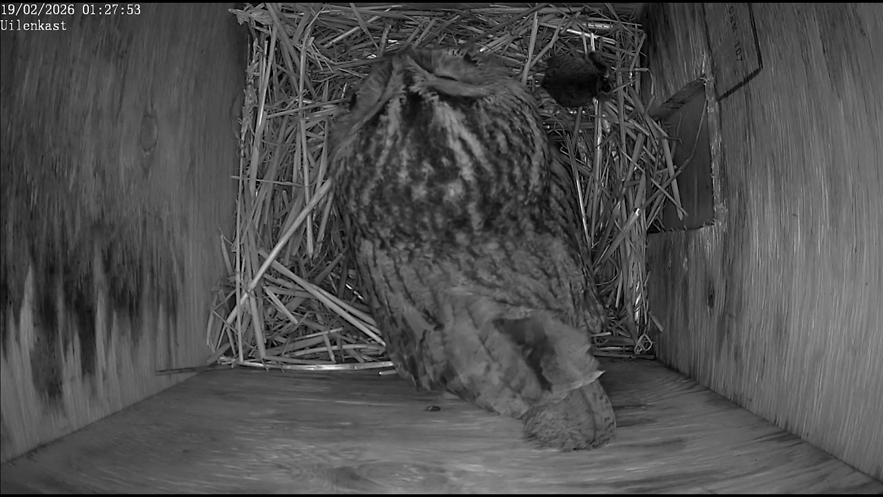Geheime inkijk: Bosuil aan tafel 🦉met muizen.