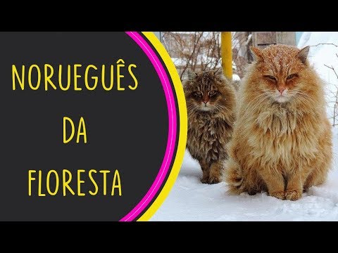 Vídeo: Gato Da Floresta Norueguês: História Da Raça, Características, Fotos, Cuidados E Manutenção Em Casa, Comentários De Proprietários De Gatos