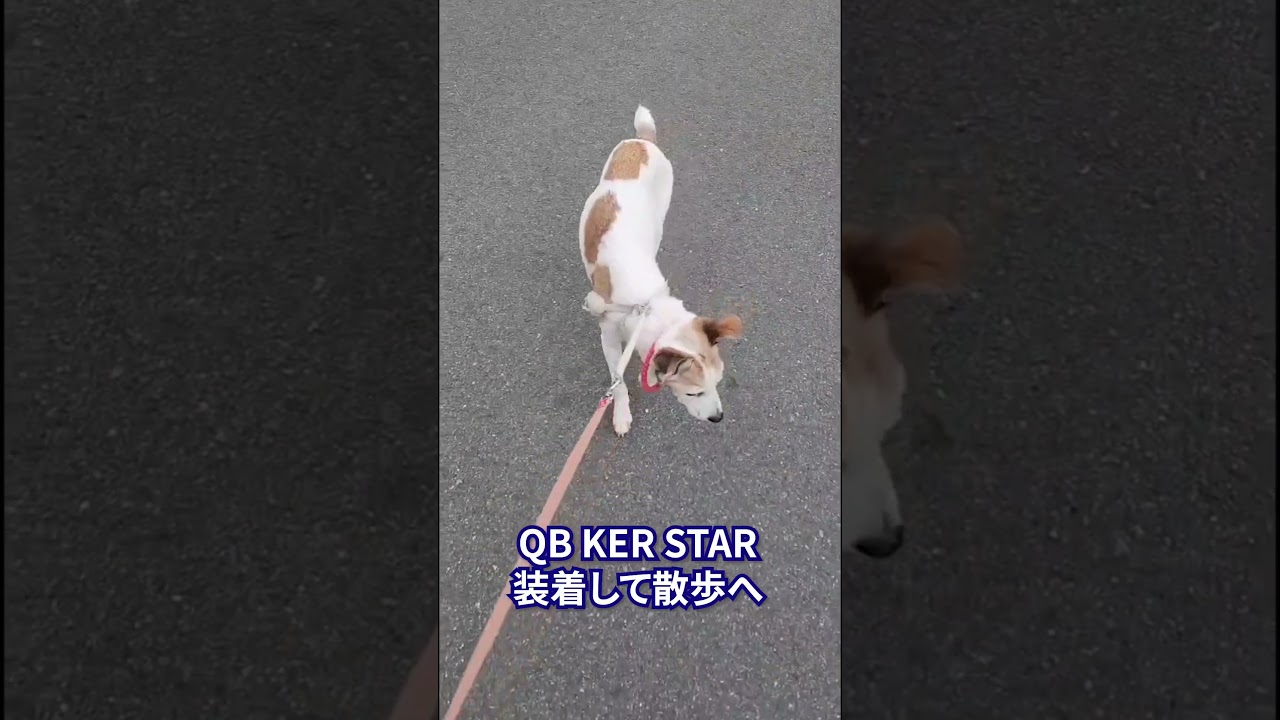 NEW】QBケルスター for PET｜ペットスタンス ドッグスタンス キャット