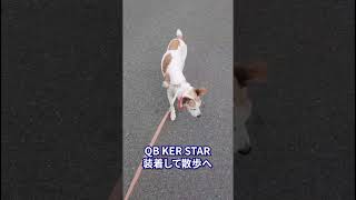 NEW】QBケルスター for PET｜ペットスタンス ドッグスタンス キャット
