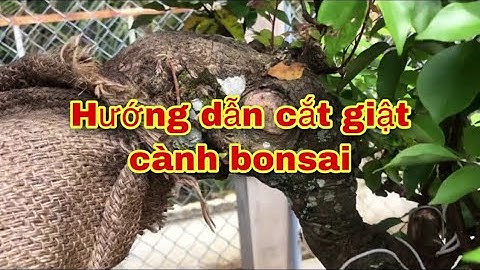 Hướng dẫn cách uốn cành,nuôi cành bonsai mau lớn, cắt giật, cắt chuyền cho cây bonsai