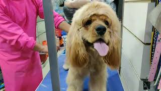 dematting and hair styling of cocker spaniel | dog grooming in nepal by Dogs Nepal Pet Store and grooming parlour 269 views 1 month ago 6 minutes, 6 seconds