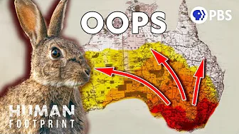 How 13 Rabbits Became 600 Million