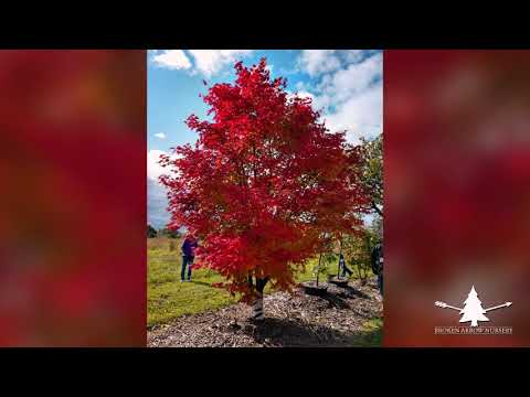 Video: Jack Frost Maple Trees - Northwind Japon Akçaağaç Ağacı Hakkında Bilgi Edinin