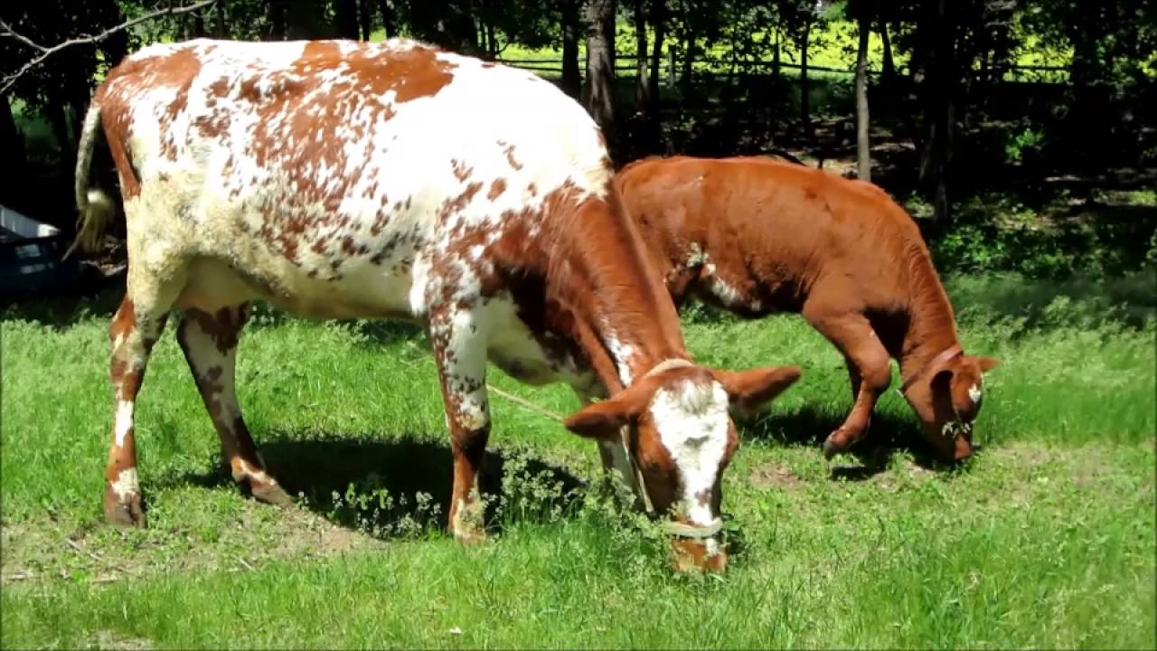 Oliver Kelley farm 6/5/2016
